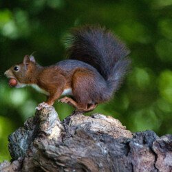 Ecureuil avec une noisette