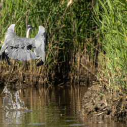 Parc naturel régional de Brière