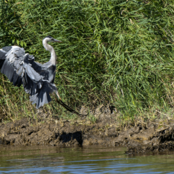 Parc naturel régional de Brière