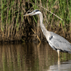 Parc naturel régional de Brière