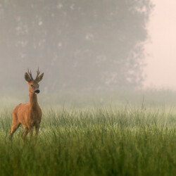 Chevreuil marais septembre 2025