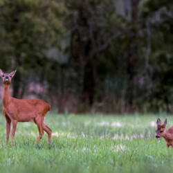 Famille chevreuils en balade