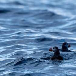 Norvège juillet 2026